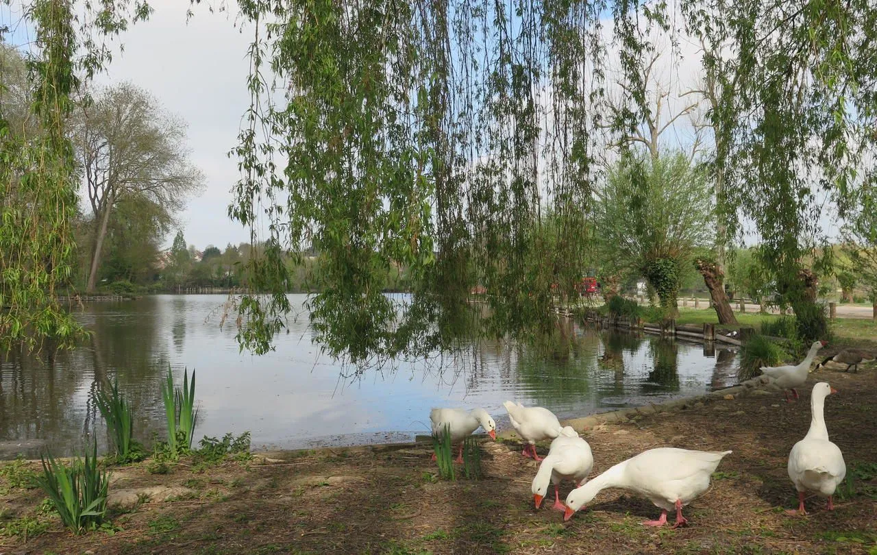 L'Essonne à Vert-le-Petit